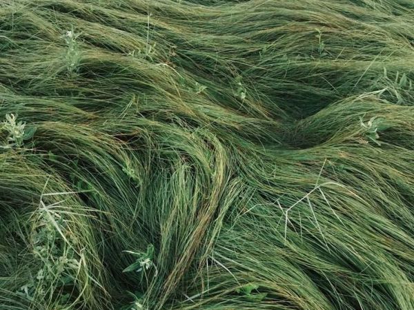 USOS DE LO ÉROTICO – AUDRE&nbsp;LORDE