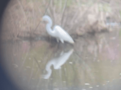 “Egret 03.30.35”