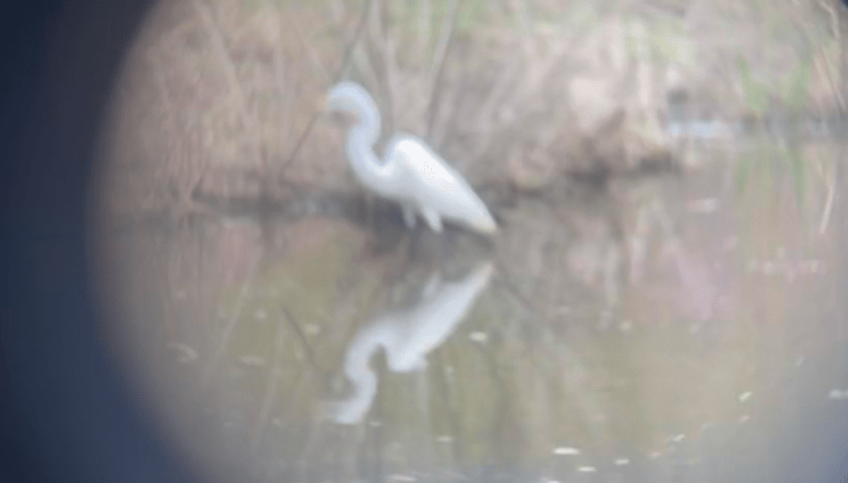 “Egret 03.30.35”